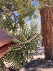 Abies magnifica magnifica