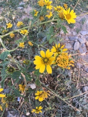 Verbesina encelioides