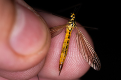 Nephrotoma flavescens