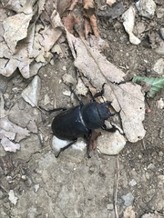Lucanus