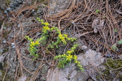 Sedum annuum