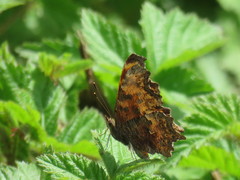 Polygonia oreas