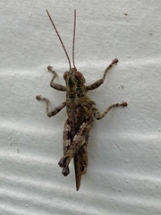 Melanoplus punctulatus