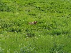 Ursus arctos middendorffi