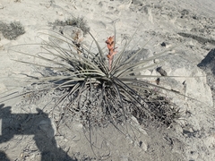 Tillandsia latifolia