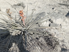 Tillandsia latifolia