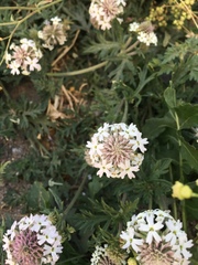 Glandularia platensis