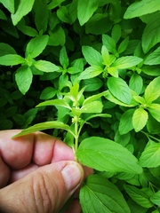 Mentha canadensis