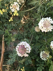 Glandularia platensis