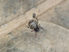 Cryptachaea blattea
