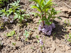 Hydrophyllum alpestre