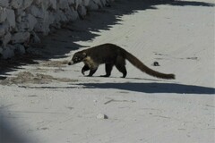 Nasua narica nelsoni