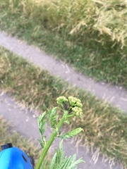 Metopeurum fuscoviride