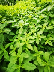 Mentha canadensis