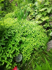 Mentha canadensis