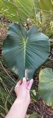 Philodendron eximium