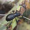 Cactus Longhorn Beetles - Photo (c) C. Mallory, some rights reserved (CC BY-NC), uploaded by C. Mallory