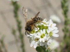 Andrena