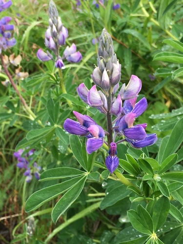 Nootka Lupine