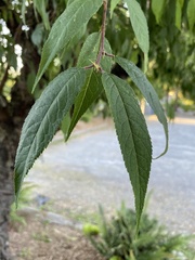 Prunus serrula