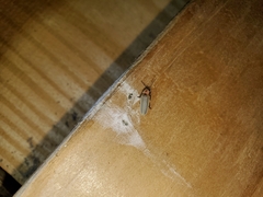 Photinus marginellus