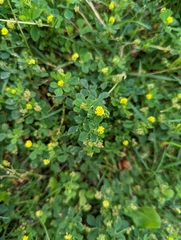 Medicago lupulina