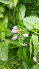 Lamium maculatum
