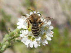 Andrena