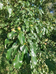 Pyrus communis