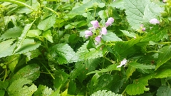 Lamium maculatum