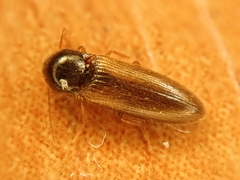 Adrastus pallens