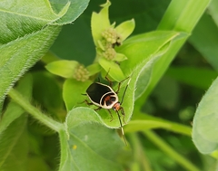 Pseudomops interceptus
