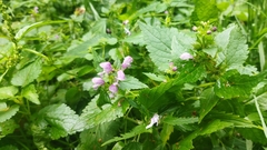 Lamium maculatum