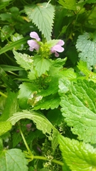 Lamium maculatum