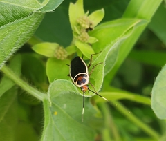 Pseudomops interceptus