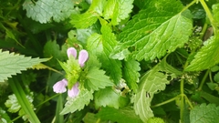 Lamium maculatum