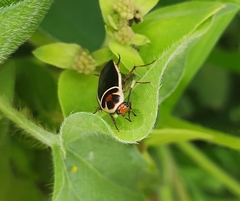 Pseudomops interceptus