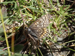 Euphydryas aurinia debilis