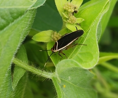 Pseudomops interceptus