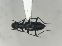 Dianous nitidulus