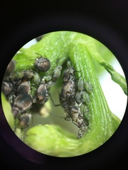 Metopeurum fuscoviride