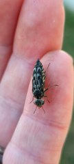 Yakuhananomia bidentata