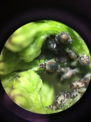 Metopeurum fuscoviride