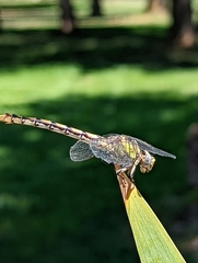 Ophiogomphus occidentis