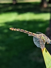 Ophiogomphus occidentis