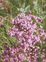 Limonium caesium