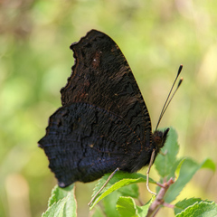 Aglais io