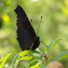 Aglais io