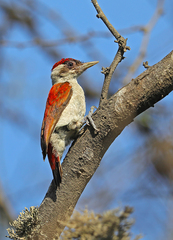 Dryobates callonotus