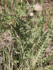 Cirsium scariosum